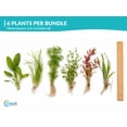 thumbnail image 2 of Canton Aquatics Assorted Live Aquarium Plant Bundle, 6 Plants, 6-12 In, 2 of 10