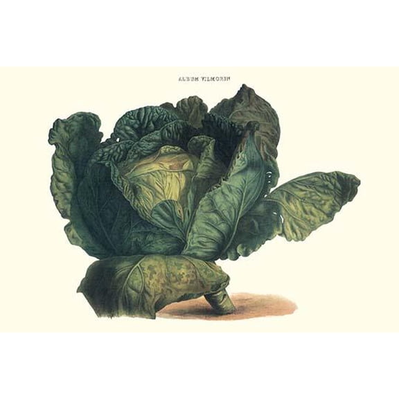 Cabbage-Fine Art Canvas Print (20" x 30")