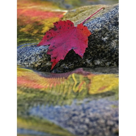 Red Rock Maple Grove Red Maple Leaf on Rock in Swift River, White Mountain National Forest, New Hampshire Print Wall Art By Adam Jones ()