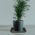 thumbnail image 4 of Platillos rectangulares para plantas, 6 uds., platillos para plantas de plástico, bandeja de goteo, platillos para macetas, 4 of 5