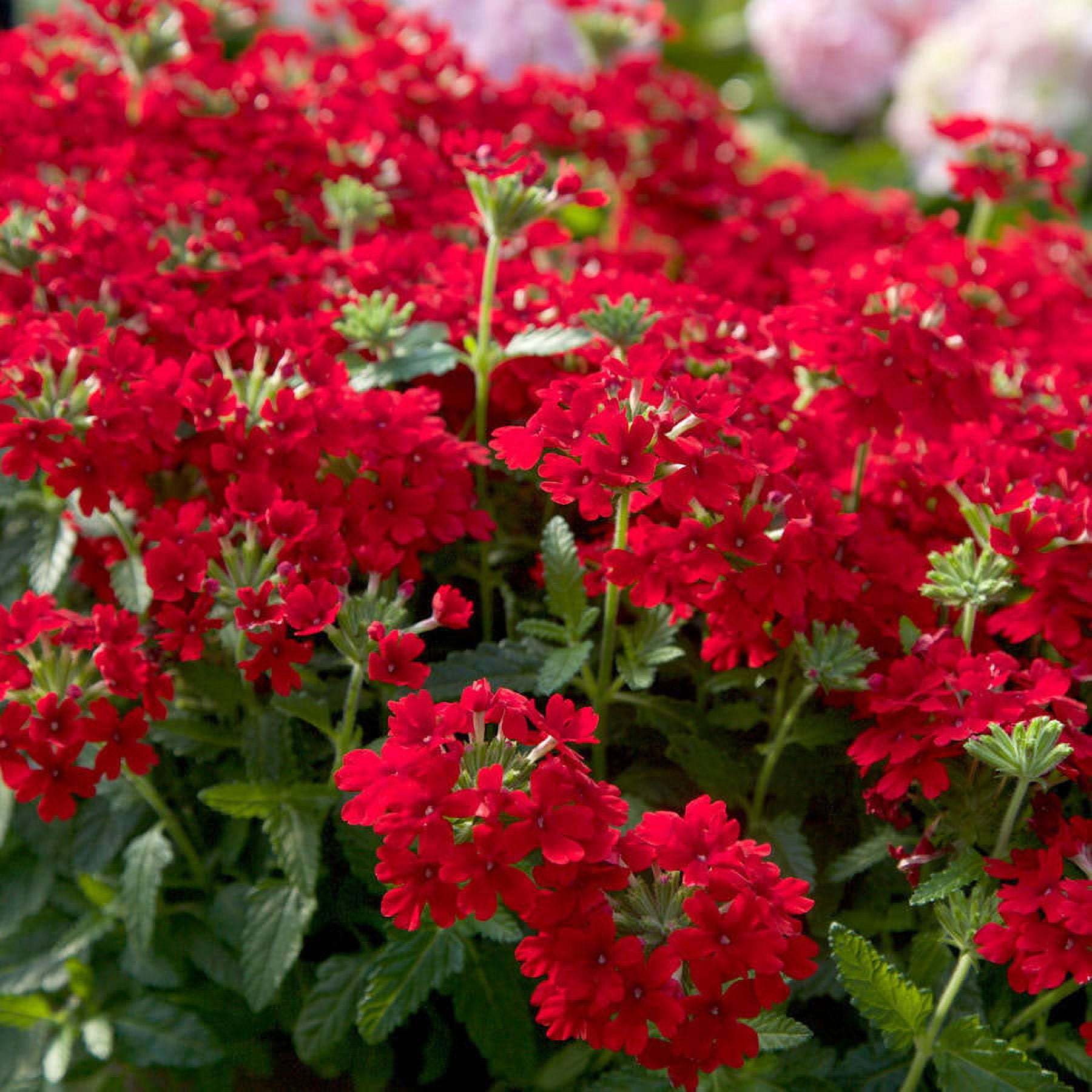 Southern Living Red Endurascape Verbena Live Shrub in 2.5-Quart Grower Pot
