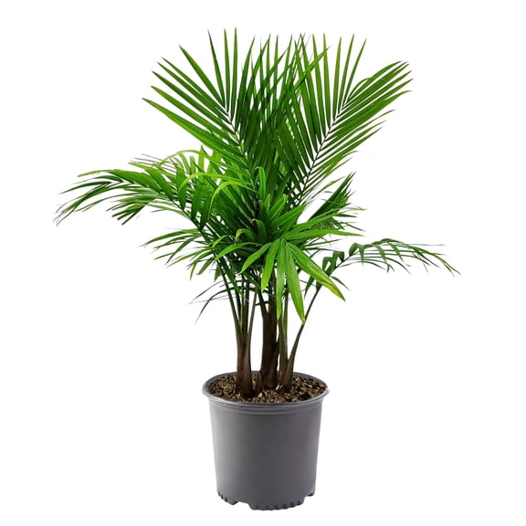 10" Majesty Palm Live Tropical Plant