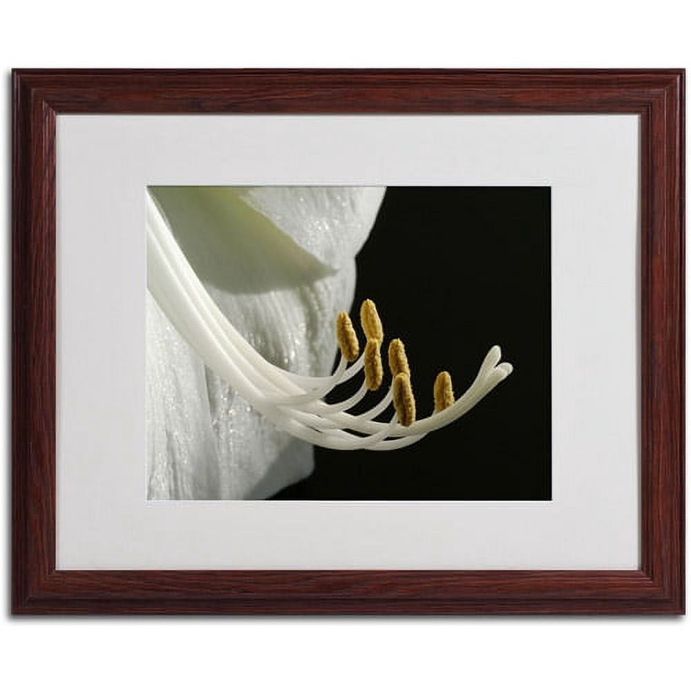 Trademark Art 'Intimate Amaryllis' Matted Framed Art by Kurt Shaffer
