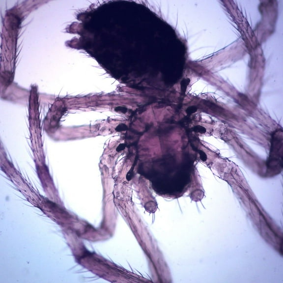 Spider Prepared Microscope Slide, Whole-Mount
