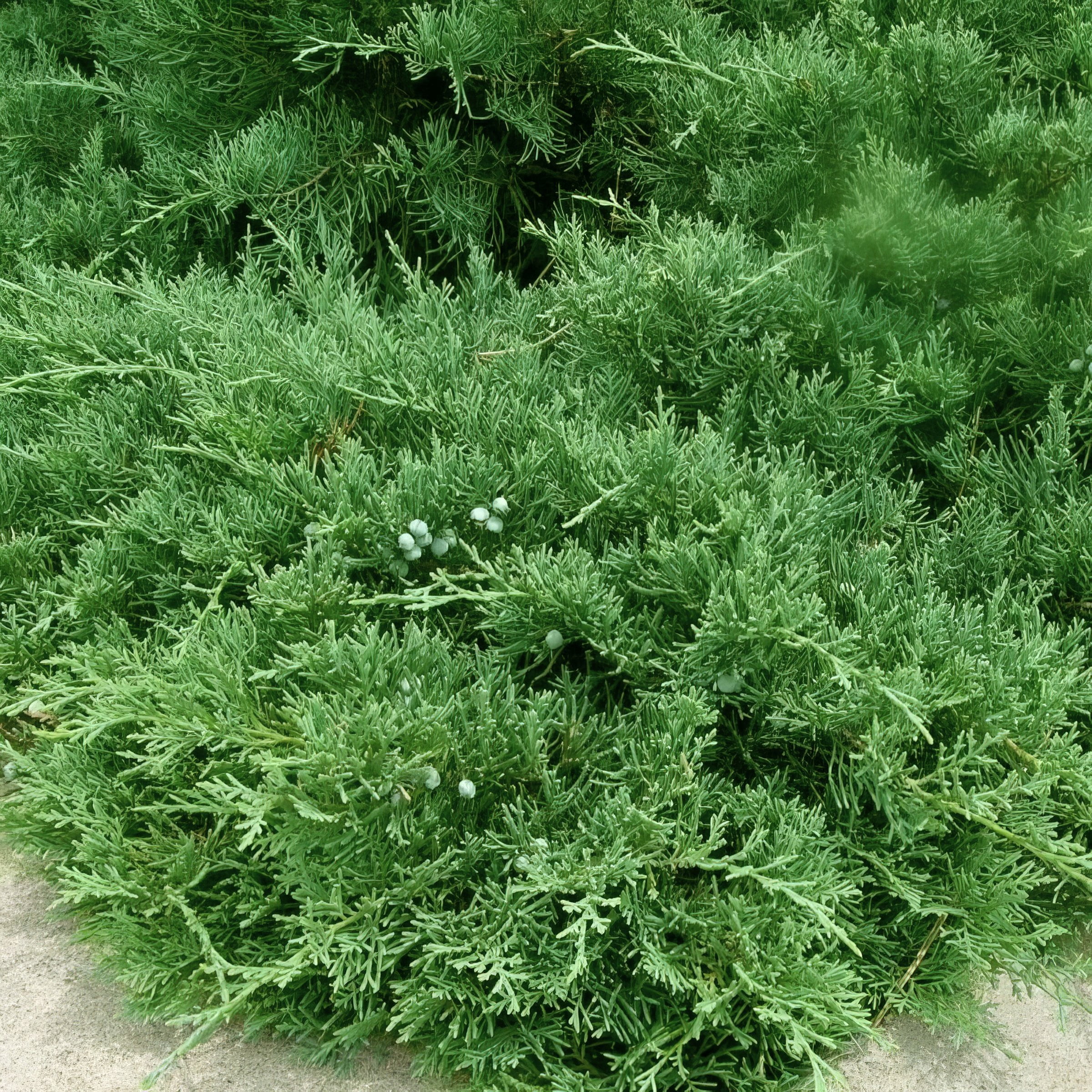 Live Shrub 3 gal Green Sargent Juniper with Full Sunlight
