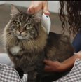 thumbnail image 2 of Flea Comb, Electric Flea Comb, Lice Comb To Remove Lice, Flea Comb Pet Supplies, Electric Flea Comb, Lice Comb To Remove Lice, Pet Supplies, Pet Clean, 2 of 4