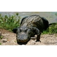 thumbnail image 2 of Everglades Miami Alligator Wall Mural by Wallmonkeys Peel and Stick Graphic (24 in W x 14 in H) WM81733, 2 of 4