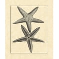 thumbnail image 2 of Vision Studio 12x14 White Modern Wood Framed Museum Art Print Titled - AntiqueandDeckle Vintage Starfish I, 2 of 4