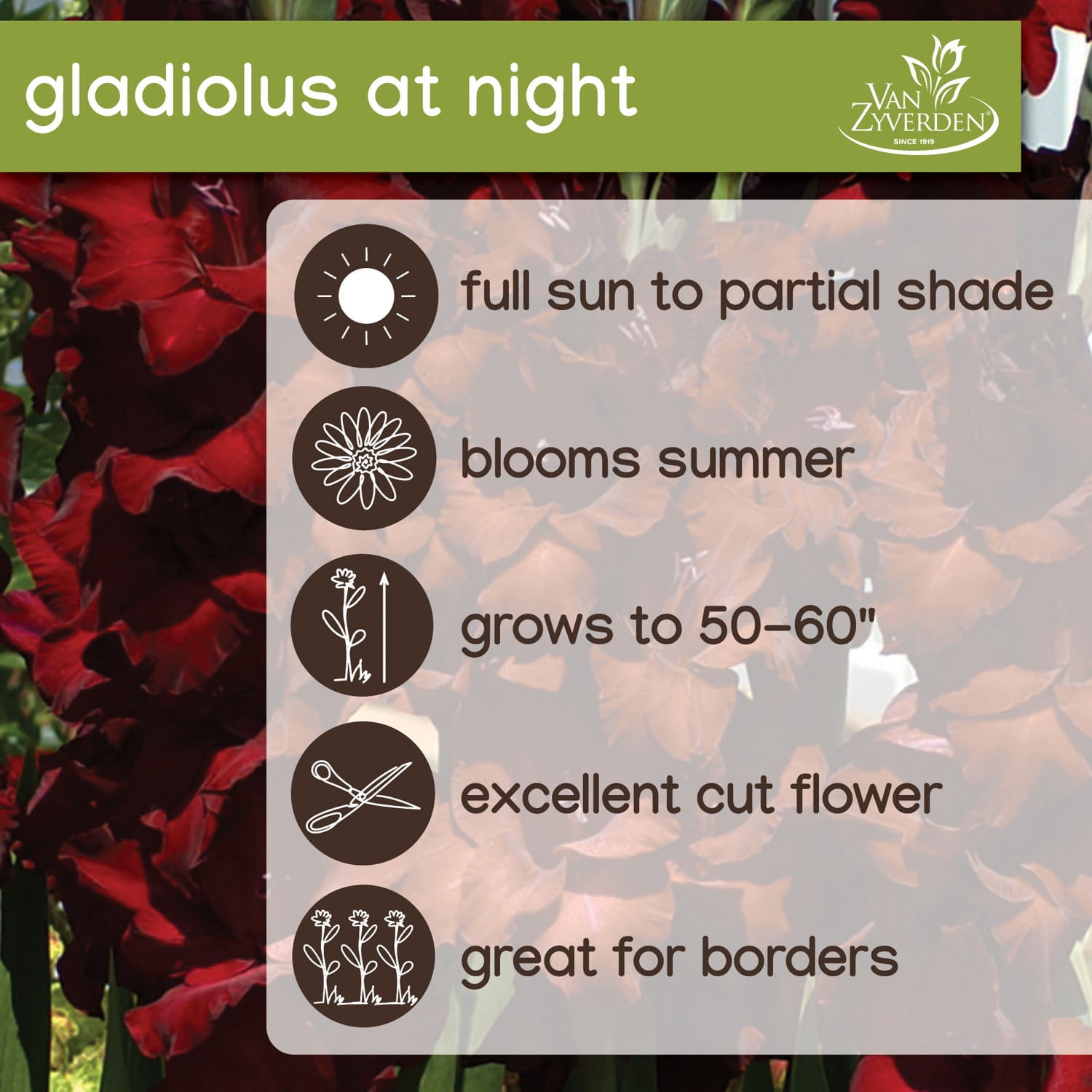 Expert Gardener Gladiolus at Night Set of 16 Dormant Bulbs for Partial Sun, Black Annual