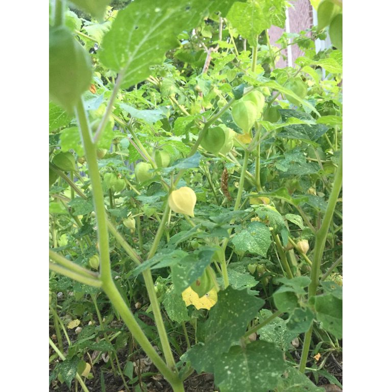 barletta zz plant ZZ Plant — Green Acres Nursery & Supply