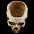 thumbnail image 1 of Contenedor de calavera, 1 pieza de resina con cabeza de calavera, maceta para planta con calavera, diseño exquisito, 1 of 11