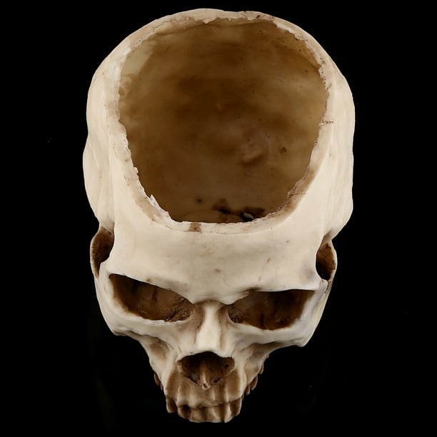 Contenedor de calavera, 1 pieza de resina con cabeza de calavera, maceta para planta con calavera, diseño exquisito