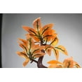 thumbnail image 4 of Penn-Plax Deco-Replicas Bonsai Tree Aquarium Decoration – Orange – Safe for Freshwater and Saltwater Fish Tanks – 8” Height, 4 of 7