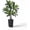 Black Tall Planter+Green, variant on MemoryField 5FT Artificial Dracaena Tree Indoor with White Tall Planter, Lifelike Fake Floor Plant in Pot, Large Faux Yucca Tree for Home Office, Living Room Decor & Housewarming Gift