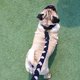 thumbnail image 2 of Correa Para Perro Artesanal De Piel Negro Alebripets ALEBRICORAPP, 2 of 5