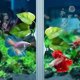 thumbnail image 5 of Xiao Hua Paquete de 2 almohadillas de hojas para peces Betta que mejoran la salud simulando su hábitat natural. Área de descanso natural, orgánica y cómoda para adornos de acuario., 5 of 5