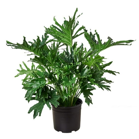 Philodendron ‚ÄòLickety Split', 8" Pot, Indoor Houseplant, Easy Care, Live Plant for Indoor & Outdoor