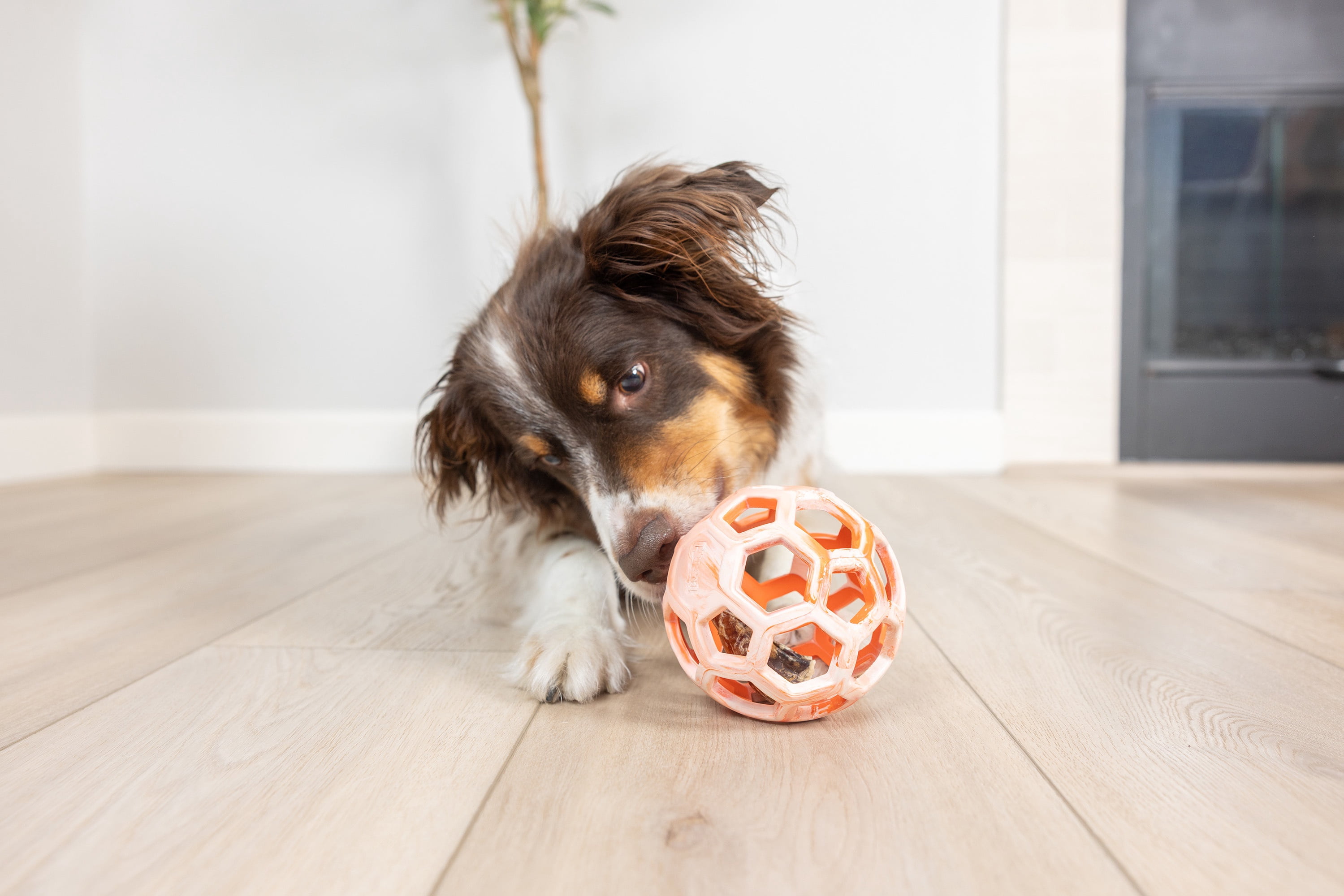 Chuckit! Holee Roller Dog Treat Puzzle Ball, Medium 2.5", Orange – Treat & Chew Toy for Dogs 20–60 lb, Pack of 1