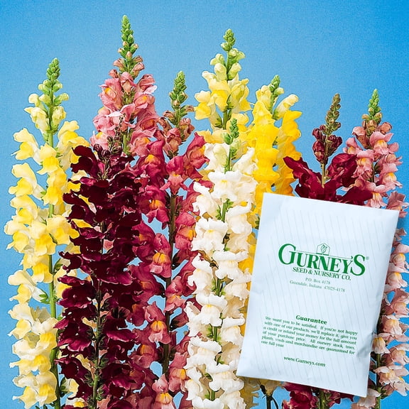 Rocket Hybrid Snapdragon Flowering Seeds, 100 seeds per pack