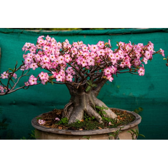 10 Mixed DESERT ROSE / ADENIUM Obesum African Houseplant Flower Seeds