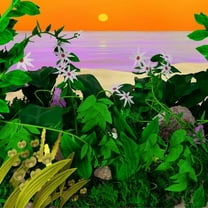 Kid Simius / Bonaparte - Good Things - Music & Performance - Vinyl