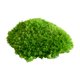 thumbnail image 5 of Naiovety Cojín de musgo para decoración interior o exterior elegante, musgo decorativo verde Natural, musgo de almohada G2 verde natural0.2 2piezas, 5 of 6