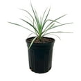 thumbnail image 2 of Silver Yucca - Live Plant in a 1 Gallon Growers Pot - Yucca Rostrata - Rare Outdoor Ornamental Slow Growing Evergreen Tree, 2 of 5