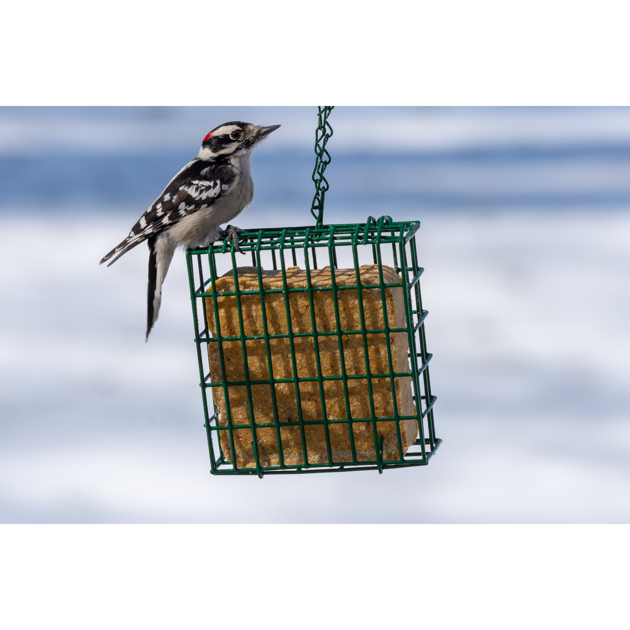C&S Peanut Delight No-Melt Fresh Suet Dough, 11.75 oz, Wild Bird Food