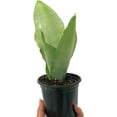 thumbnail image 3 of ragnaroc - Live Snake Plant – Moonshine Sansevieria Trifasciata – Tropical Plant in 4” Pot +6” Plant Height, Indoor House Plant in Pot, Potted Succulent Plant, 3 of 5