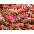 thumbnail image 2 of Gulin, Sylvia 18x15 White Modern Wood Framed Museum Art Print Titled - USA-Washington State-Pacific Northwest Sammamish frost rimmed Barberry, 2 of 4