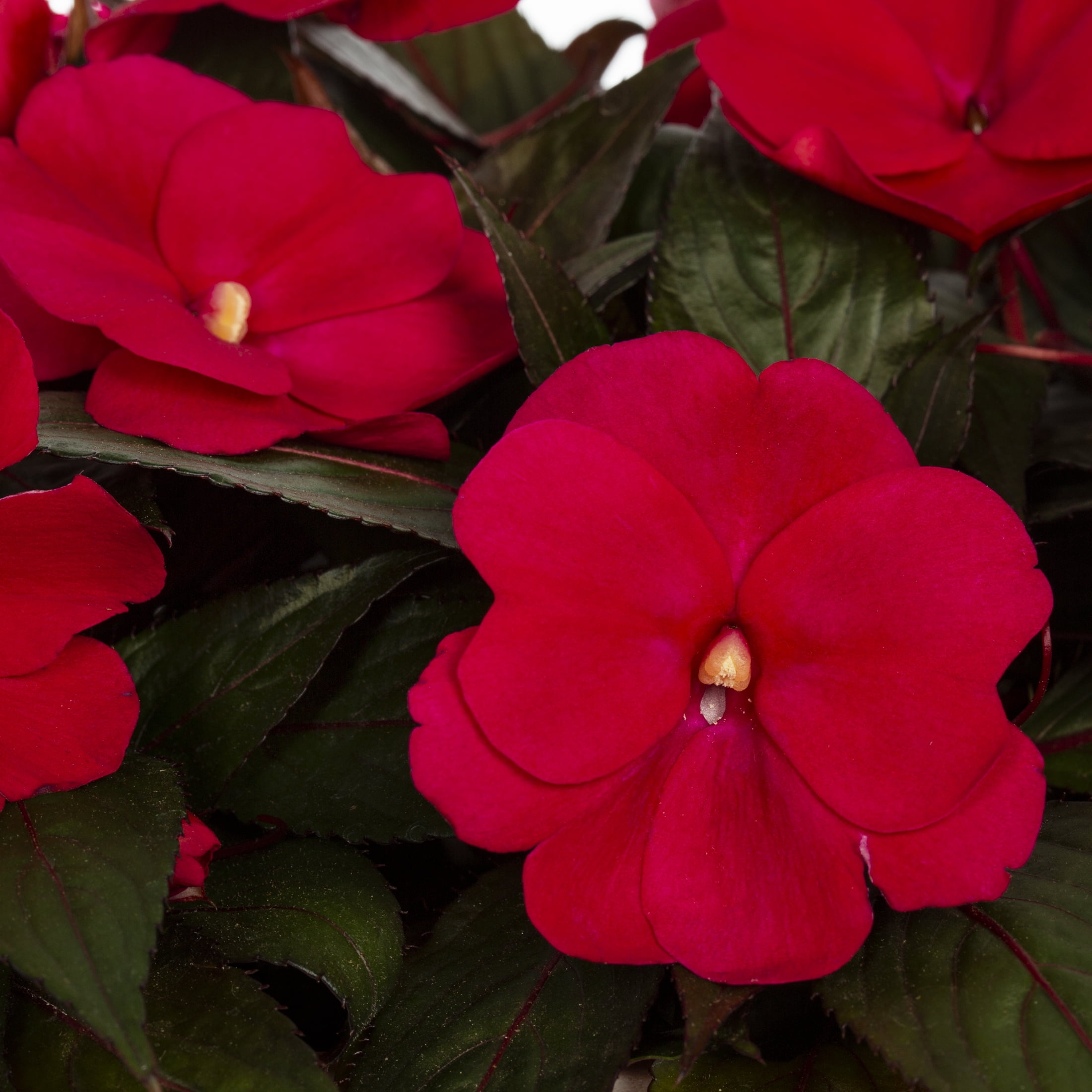 Expert Gardener 1.5gal Red Impatiens Live Annual Plant Hanging Basket Sun