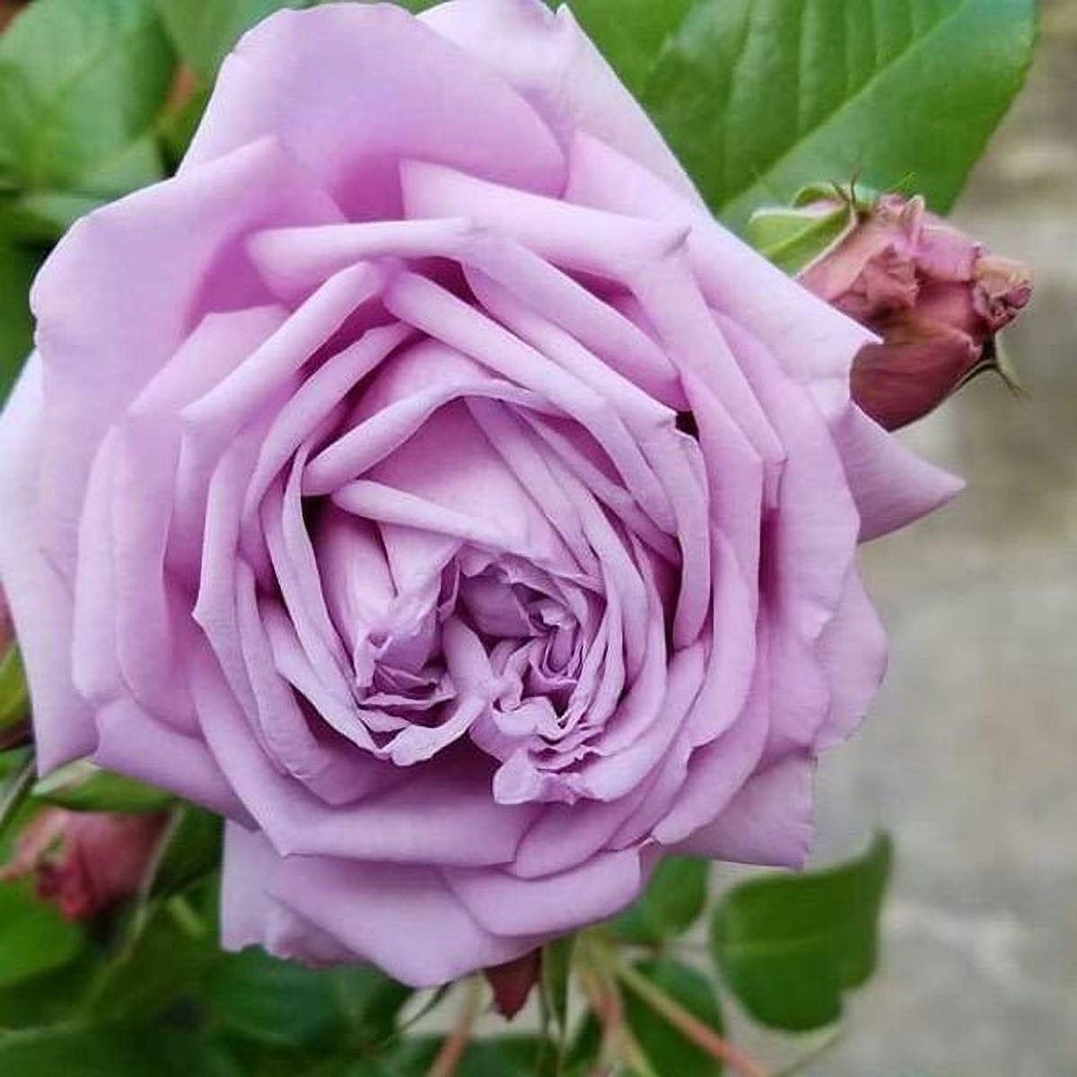 スカート MILK Garden Rose SK Garden Rose SK - MILK MILKBOY OFFICIAL ONLINE SHOP | milk inc.