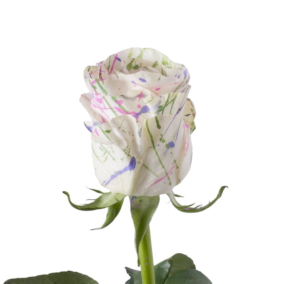 Painted Sugar Mom Confetti Roses 50 cm - Fresh Cut - 100 Stems