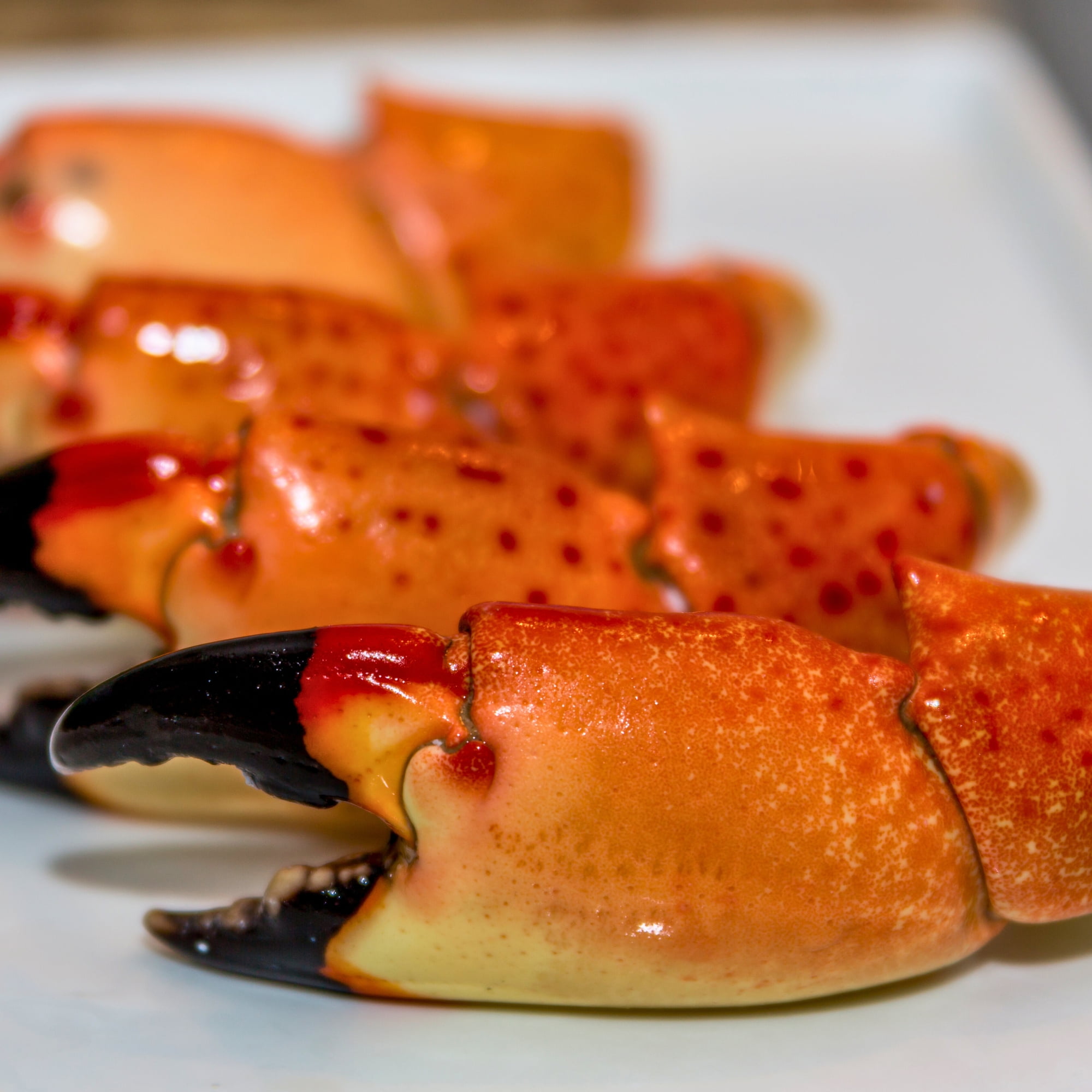 Fresh Florida Stone Crab Claws - Jumbo Size, Wild Caught, 10 Lb Box (Cooked & Ready To Eat)
