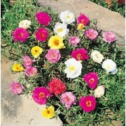 100 Mixed Colors PORTULACA MOSS ROSE Flower Seeds