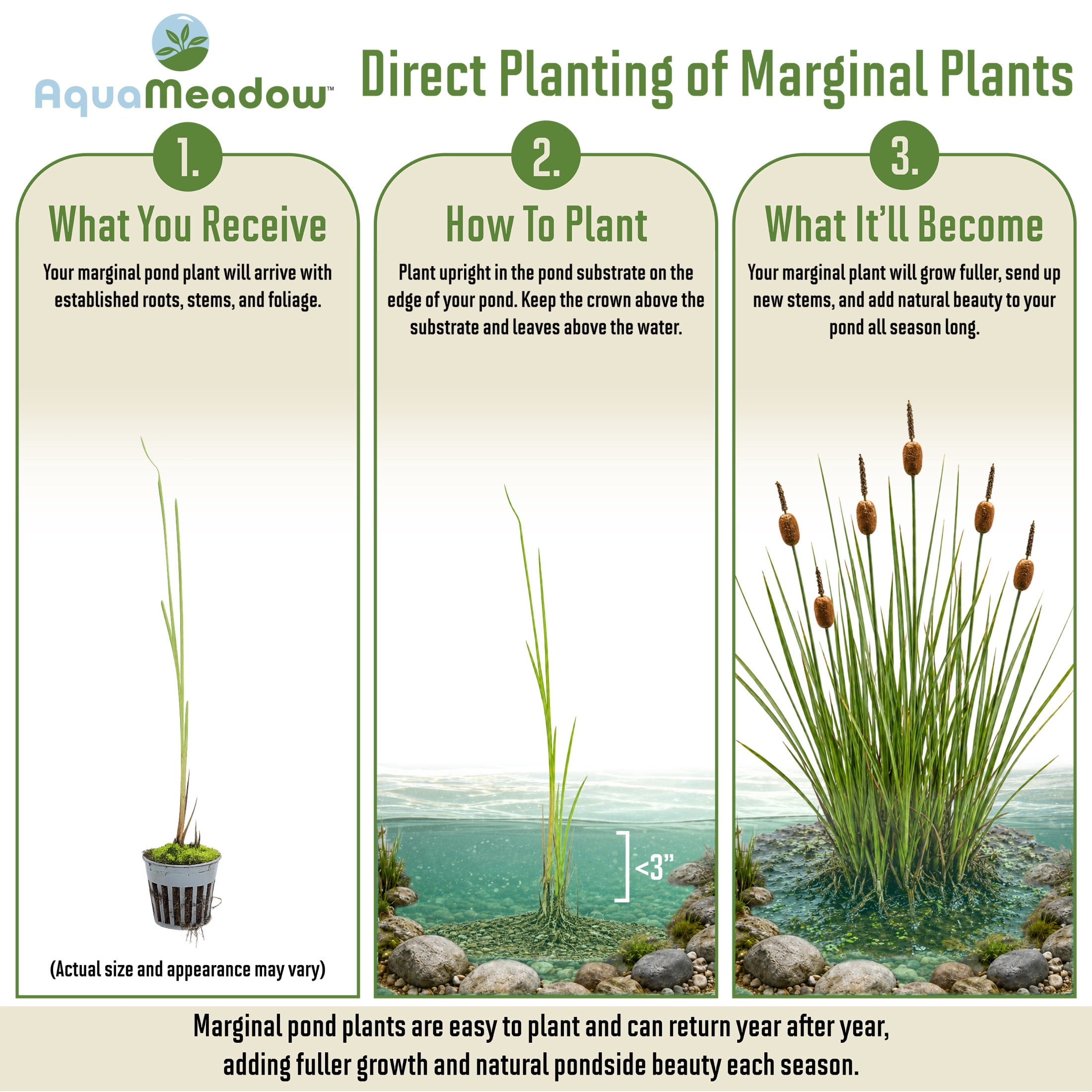 AquaMeadow Dwarf Cattail Potted 3pk