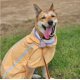 thumbnail image 1 of Zhuge Chubasquero impermeable para perros, ropa de lluvia ligera, reflectante y ajustable para mascotas (L, amarillo), 1 of 4