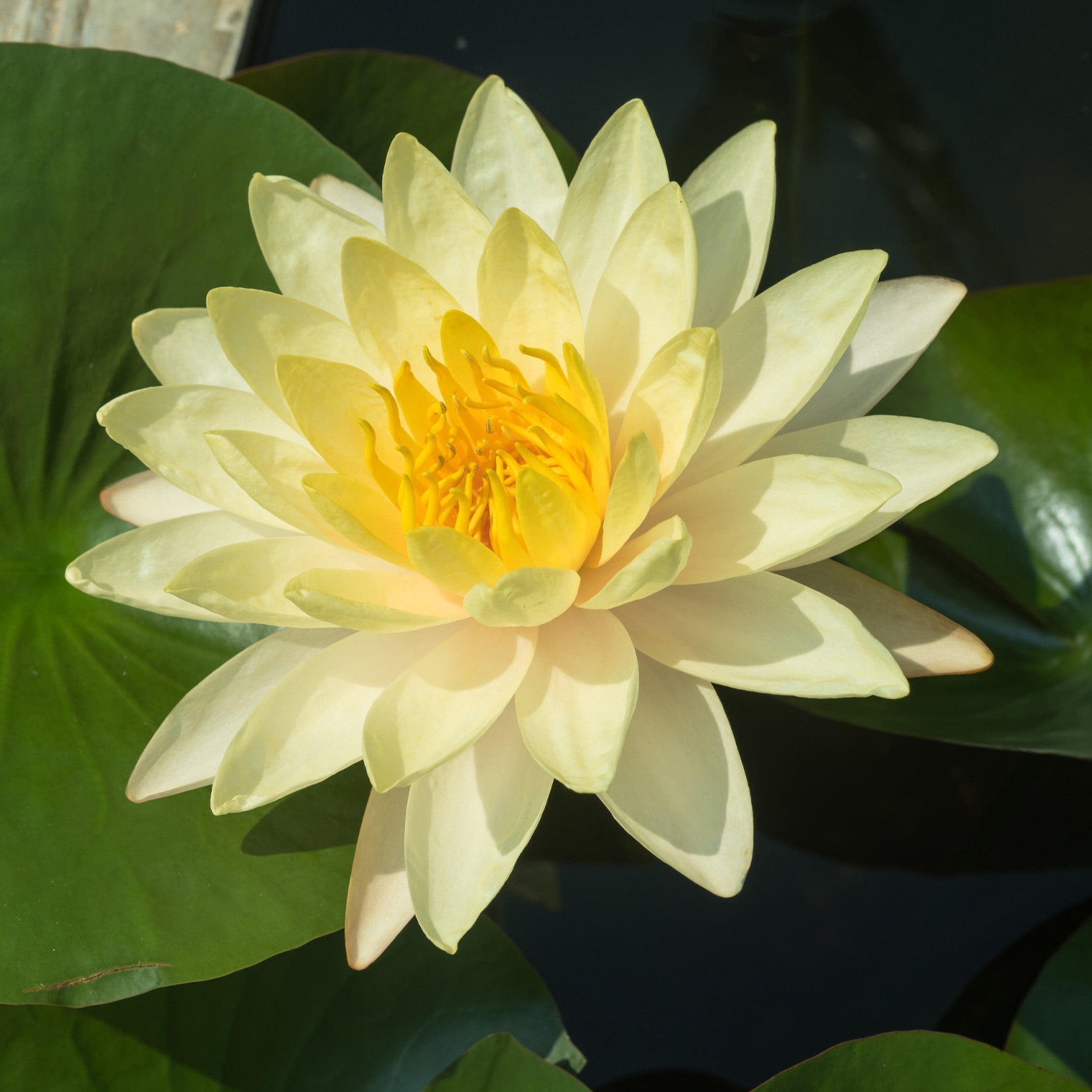 AquaMeadow Yellow Hardy Water Lily