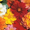 thumbnail image 3 of Ferry-Morse 15MG Dahlia Rainbow Mixed Colors Annual Flower Seeds Full Sun, 3 of 10