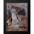 thumbnail image 2 of And Wei, Siyu 19x24 Black Modern Framed Museum Art Print Titled - Blue-Footed Booby, 2 of 5