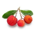 thumbnail image 6 of 25 Seeds STRAWBERRY TREE Edible Red Berry Tree Arbutus Unedo Seeds Irish Killarney, 6 of 11
