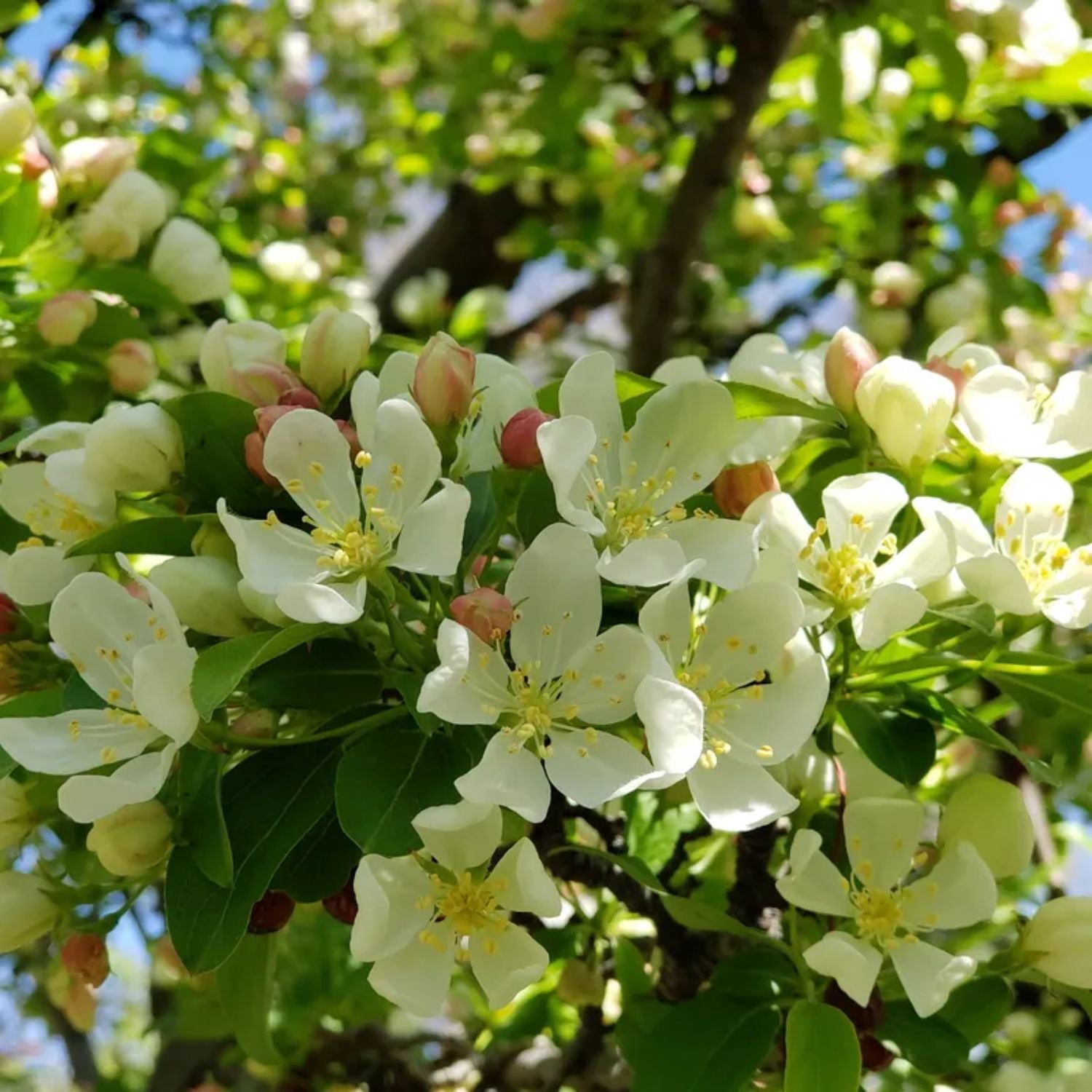 Expert Gardener 3-4 ft tall Sugar Tyme Crabapple Live Tree in 7-Gallon Grower Pot