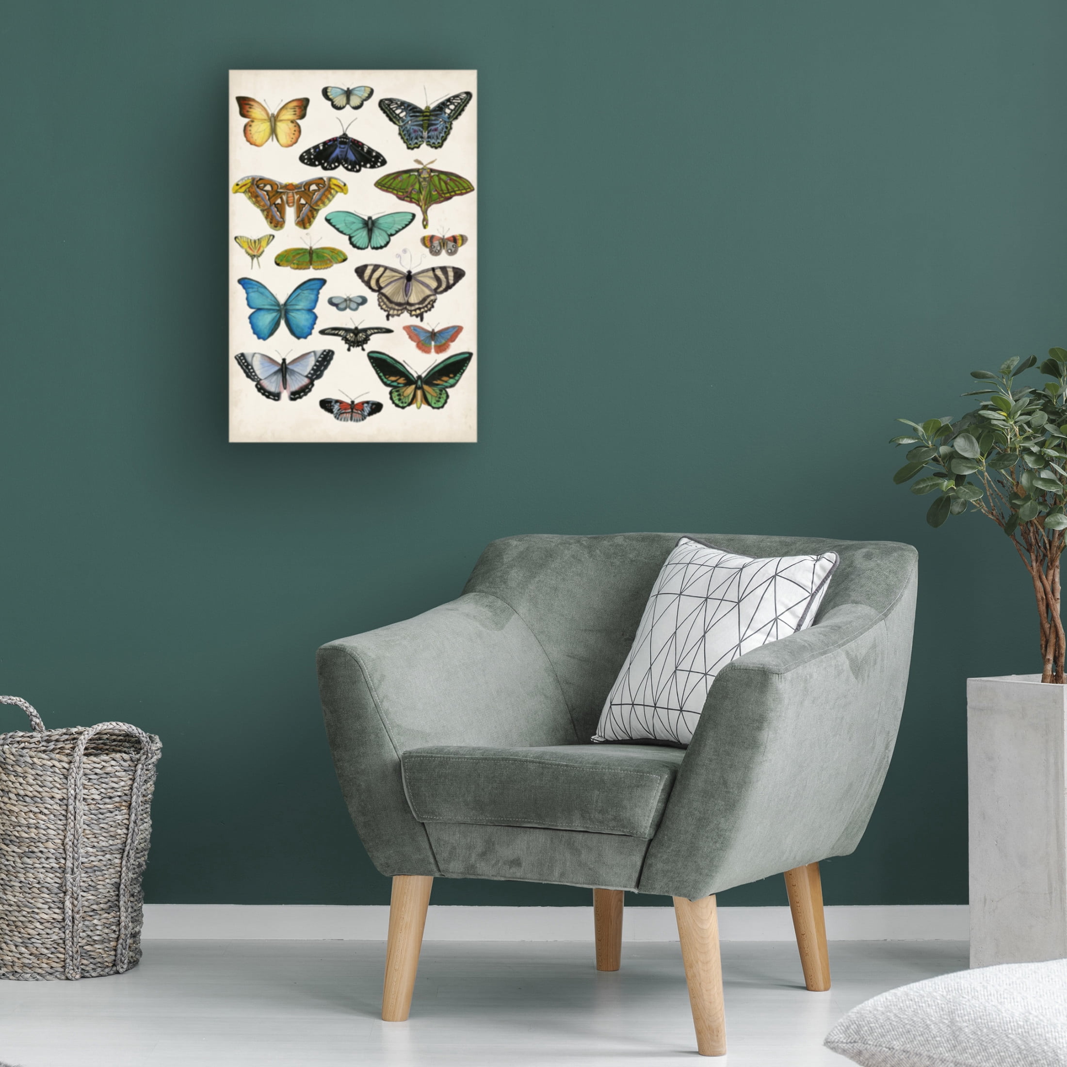 Canvas Wall Art - Naomi McCavitt 'Butterfly Taxonomy I' Wall Art for Living Room, Bedroom, or Office Décor by Trademark Fine Art - 16 x 24 Inches