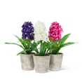 thumbnail image 2 of Hyacinth In Pot Floral, 2 of 2