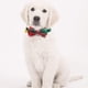 thumbnail image 5 of Paquete de 2 collares para perros con copos de nieve navideños, collares ajustables con pajarita y cascabeles para mascotas pequeñas, medianas y grandes, rojo y verde, 5 of 6