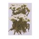 thumbnail image 2 of Flores presionadas Zulema 50 cas naturales prensadas Delphinium reales para manualidades álbumes de recortes, 2 of 8