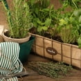 thumbnail image 3 of Proven Winners 4" Proven Selections Aromatic Thyme Thyme Live Herb Plant in 4.25" Pot (4 Count), 3 of 7