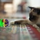 thumbnail image 4 of Juguete del gato de plástico Jingle para gatos Pounce Rattle Juguetes para el gato de formación de juego interactivo de juego de juguetes, 4 of 6
