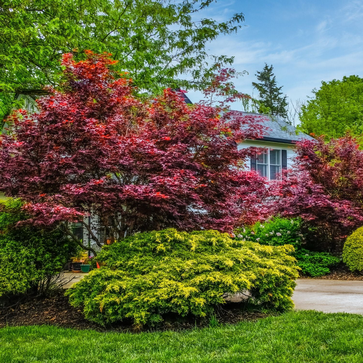 Expert Gardener 1-2 ft tall Emperor I Japanese Maple Live Tree in 1-Gallon Grower Pot