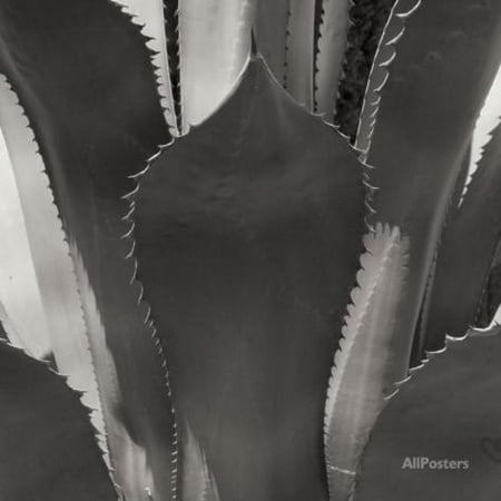 Amare Wall - Agave II Print Wall Art By Rita Crane